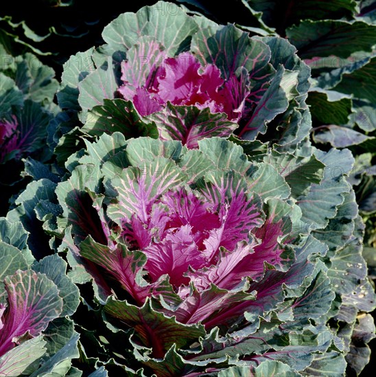 Ornamental kale