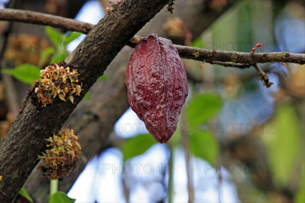 Theobroma cacao