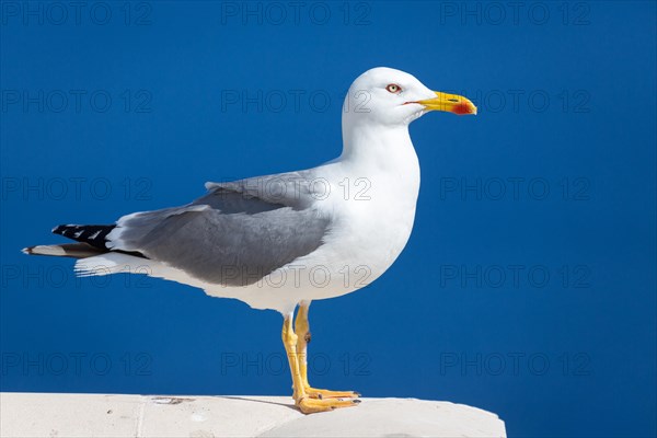 Yellow-legged gull