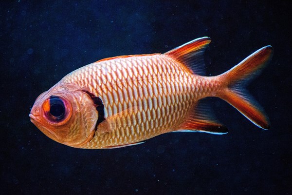 Blotcheye soldierfish