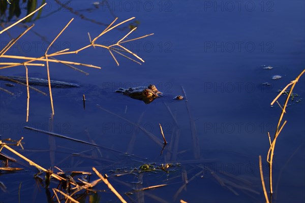 Black caiman