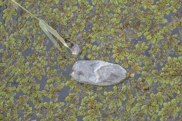 Plastic bottles swims on Floating Watermoss