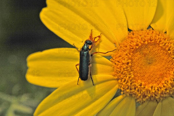 Beetle on yellow flower