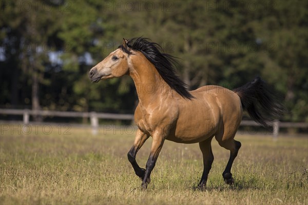 Pura Raza Espanola stallion dun happily trotting on the summer pasture