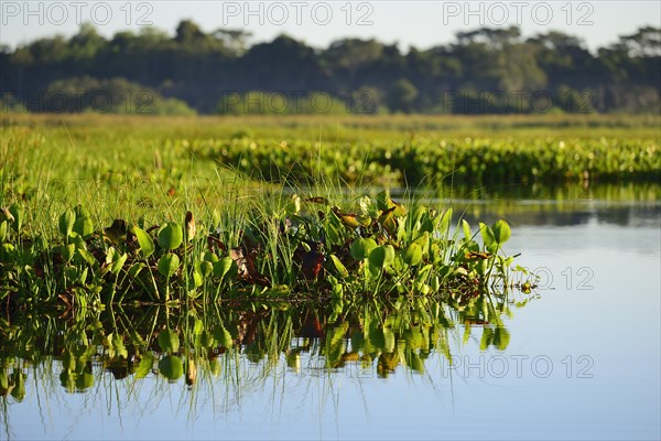 Common water hyacinth