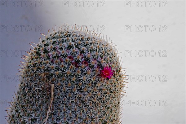 Nipples Cactus
