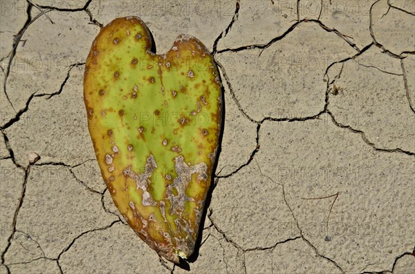 Fallen leaf of a chumbo in heart shape on clay soil
