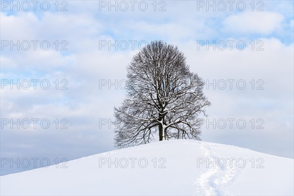 Freestanding lime tree on hill