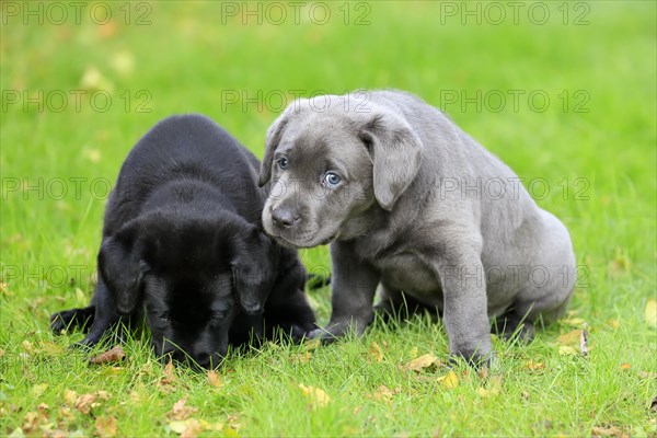 Labrador domestic dog