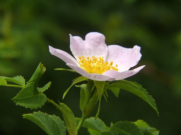 Dog rose