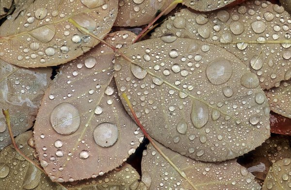 Rock pear leaves with water droplets