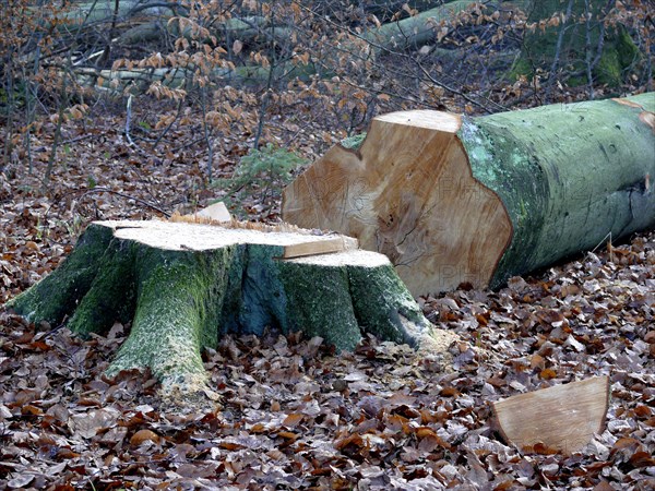 Freshly felled beech tree in the winter forest