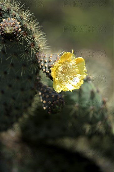 Galapagos Prickly Pear Cactus