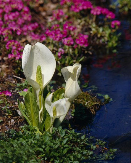 White mock calla Lysichiton camtschatcensis Habitus Araceae Arum family