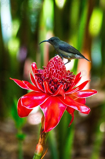 Torch ginger