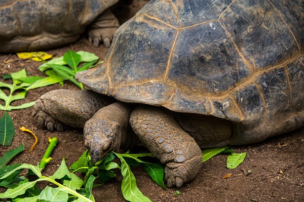 Aldabra giant tortoise