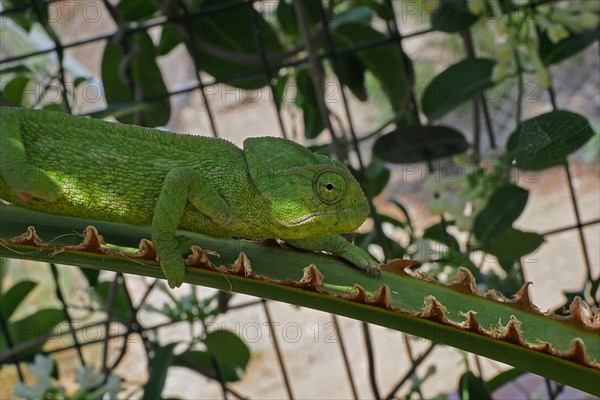 Mediterranean chameleon