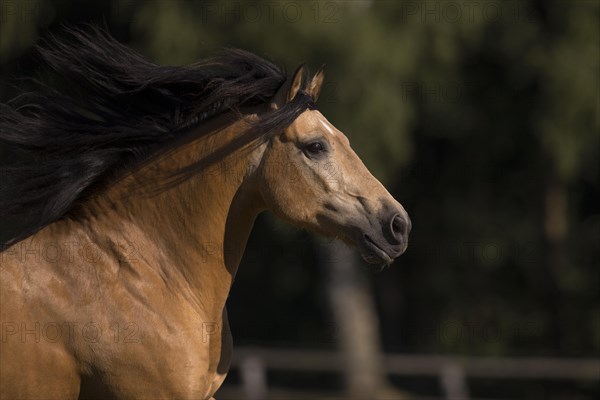 Pura Raza Espanola stallion dun with flowing mane in moving portrait