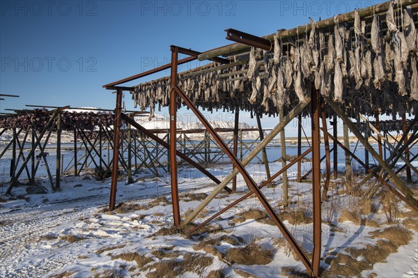 Winter Scandinavian landscape with stockfish