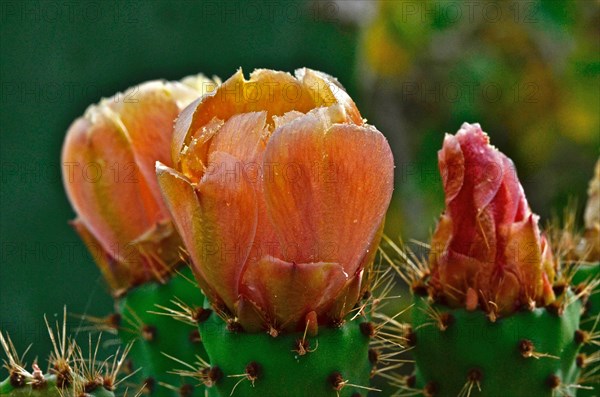 Chumbos flowers