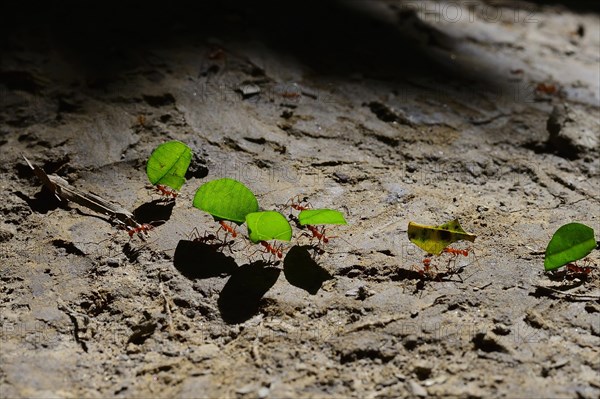 Leafcutter ants