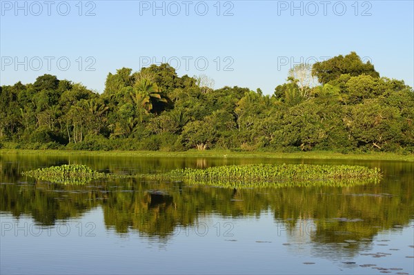 Jungle reflected in the water of Lago San Fernando