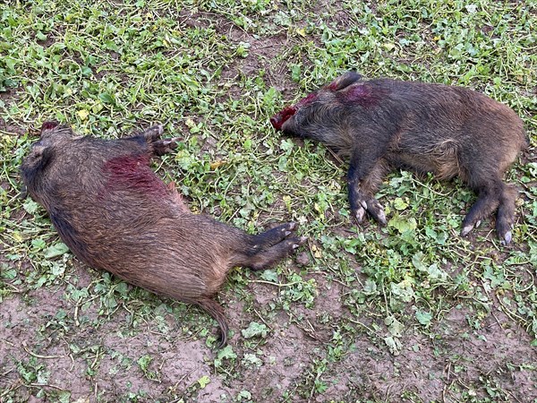 Killed young wild boars