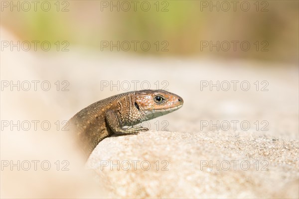 Viviparous lizard