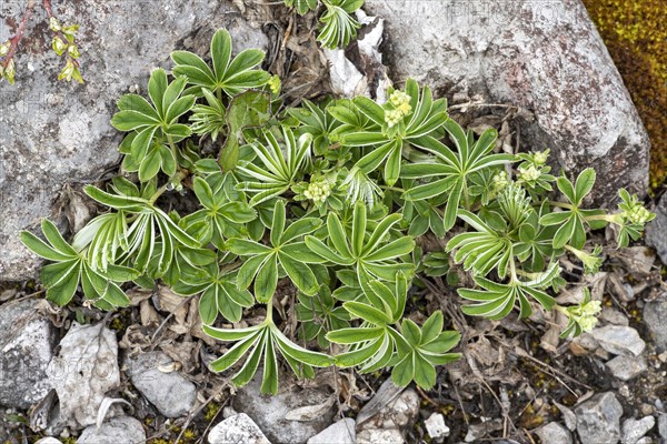 Alpine lady's-mantle