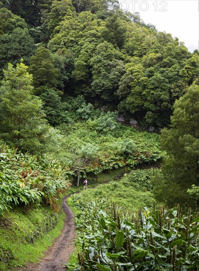 Hikers on the way to the Salto do Prego waterfall past the large-leaved perennials of the butterfly ginger