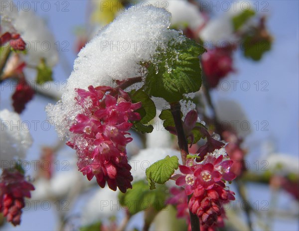 Flowering currant