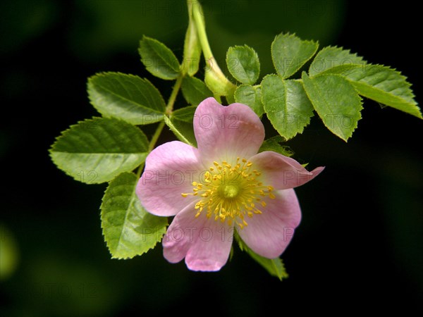 Dog rose