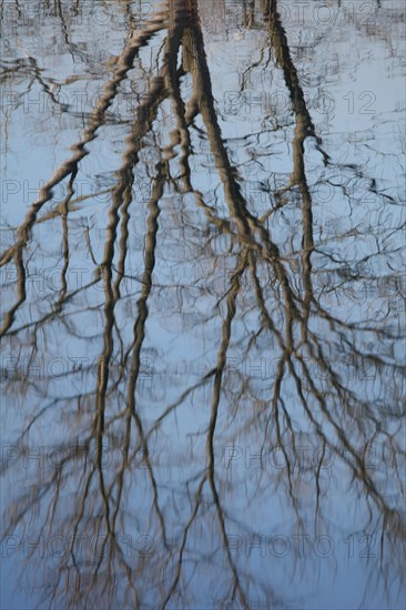 Water reflection from tree