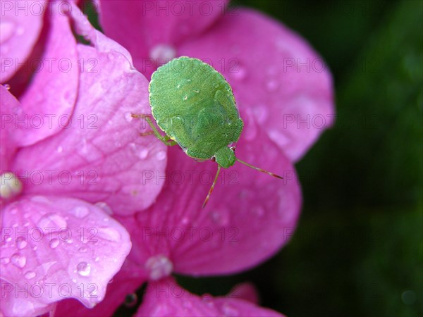 Green stink bug