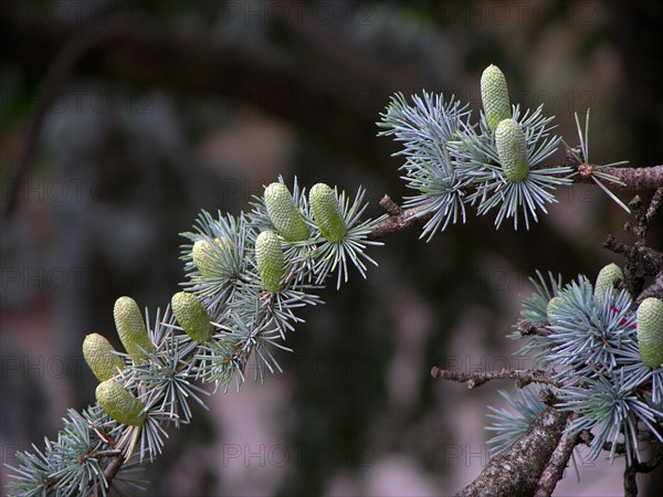 Blue atlas cedar