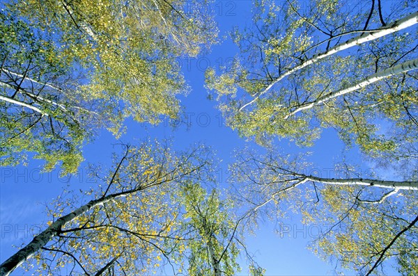 Autumn birches rise into the sky