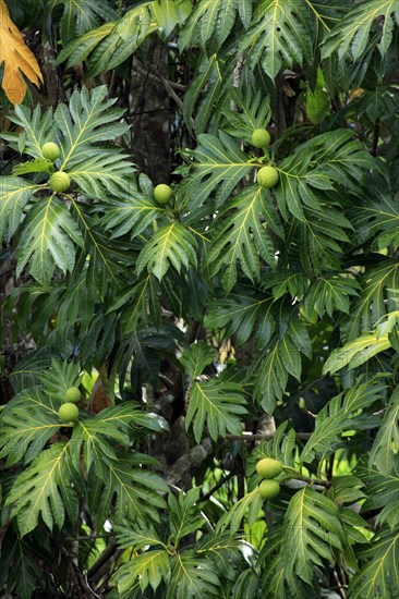 Breadfruit