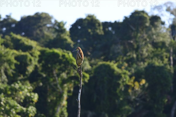 Rufescent tiger heron