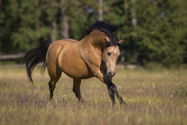 Pura Raza Espanola stallion dun at an exuberant gallop in the summer pasture