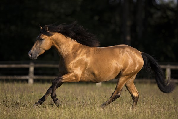 Pura Raza Espanola stallion dun with blowing mane in exuberant gallop on pasture