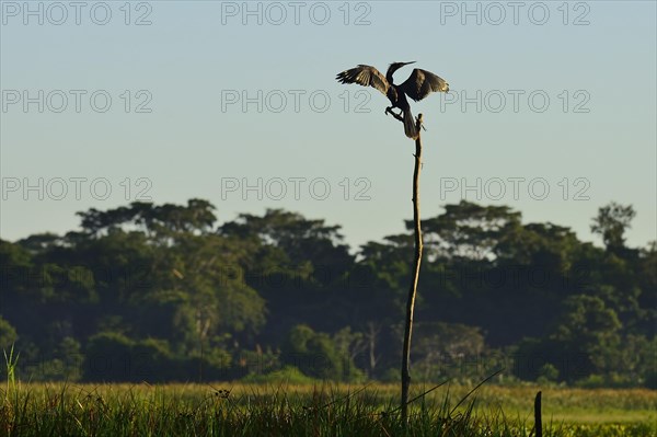 Cormorant