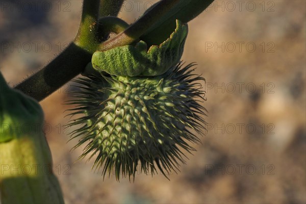 Fruit capsule of thorny