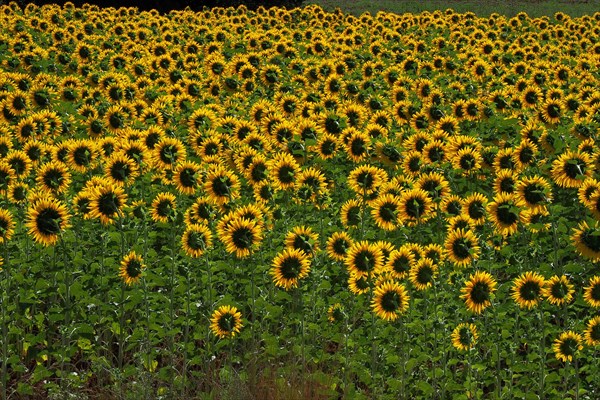 Field with sunflowers