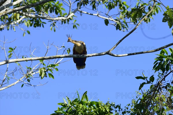 Hoatzin