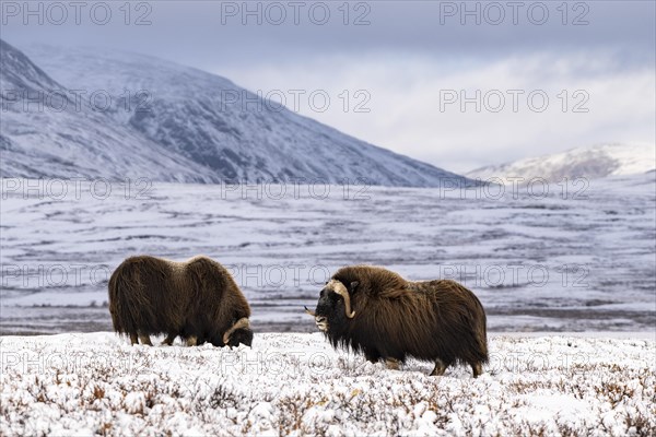 Musk Ox Photo12 imageBROKER Robert Haasmann