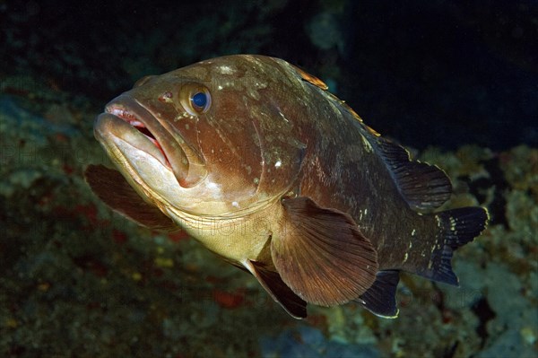 Dusky grouper