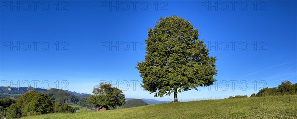 Early autumn landscape with littleleaf linden