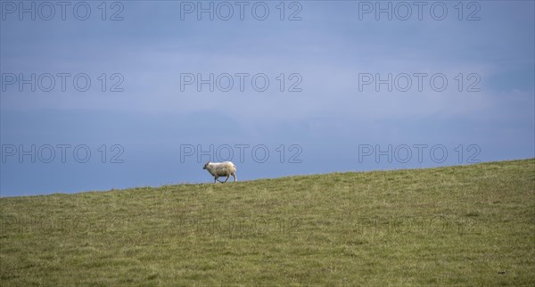 Single sheep in a meadow