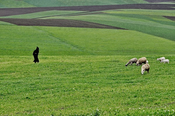 Black Hooded Shepherd Shellaba in Green Pasture with Sheep