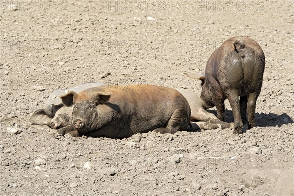 Duroc pigs lie in the dirt